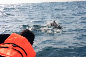 paket-kiluan-paket-kiluan-dolphin-open-trip-paket-pulau-Seribu-paket-outbound-bandung-paket-tour-paket-wisata-bandung