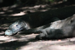 open trip pulau komodo, open trip labuan bajo, paket outbound bandung, paket tour, open trip, arung jeram bandung, arung jeram murah, outbound bandung, offroad bandung, paintball bandung, teambuilding, teambuilding bandung, paket outbound, arung jeram pangalengan